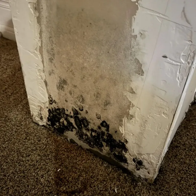 Professional Mold Removal in Trenton, TN